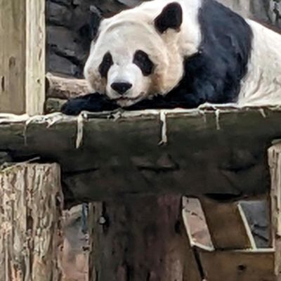China to send giant pandas to Atlanta again