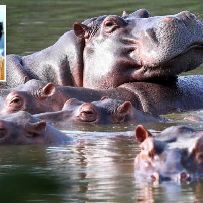 Colombia Plans to Relocate Pablo Escobar’s Famous ‘Cocaine Hippos – Internewscast Journal