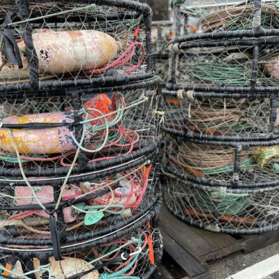Dungeness crab season starts November 2 in Mendocino County  * The Mendocino Voice | Mendocino County, CA