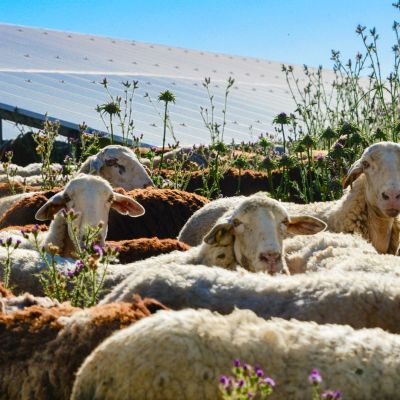 Governor Newsom fast tracks agrivoltaic solar-plus-storage project in California