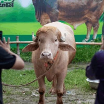 ‘Donald Trump’ buffalo spared from Eid sacrifice in Bangladesh, shifts it to National Zoo