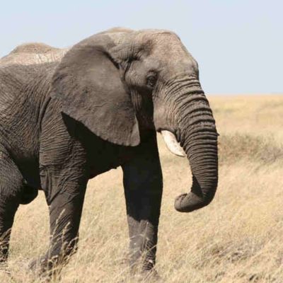 Texas GOP convention’s live elephant surprise takes an unexpected turn when the animal urinates on the convention floor | Attack of the Fanboy
