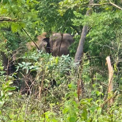 Supreme Court Clears Way for Adani Coal Project in MP Elephant Corridor