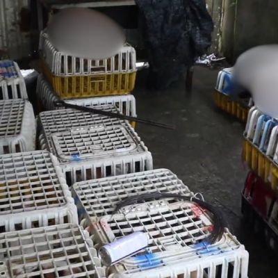 Stolen felines reunited with owners after Vietnam cat-meat bust | New Straits Times