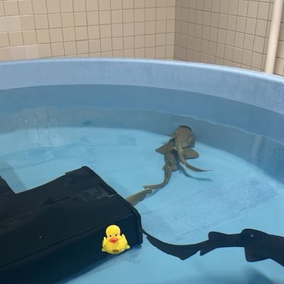 Can sharks cure cancer? UW-Madison research shows positive advancements