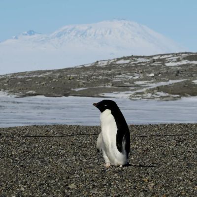 Penguins breed earlier as Antarctica warms at record pace, study finds