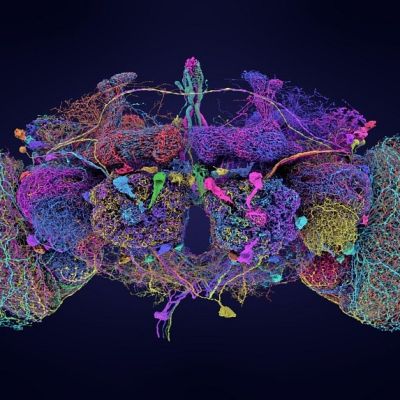 Scientists map fruit fly brain in neurobiological milestone