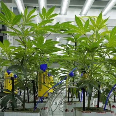 Could America’s divide on marijuana be coming to an end? – The Boston Globe