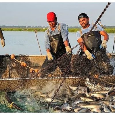 Odisha Govt Enforces 7-Month-Long Fishing Ban As Part Of Olive Ridley Turtle Conservation Programme