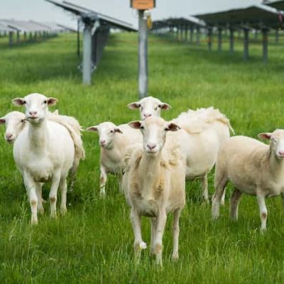 Wind and solar power can generate vital profits for Texas’ dwindling farms and ranches