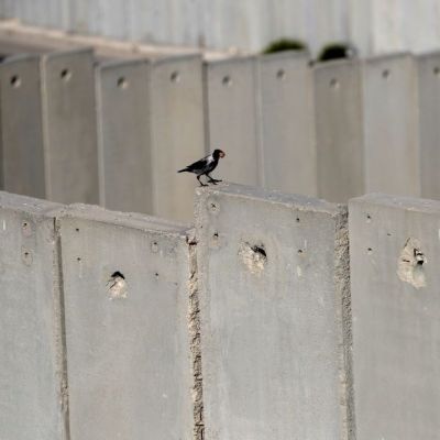 A Roadmap to Lasting Peace Between Israelis and Palestinians