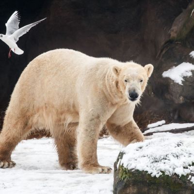 Chickens, cattle and polar bears: bird flu spreads