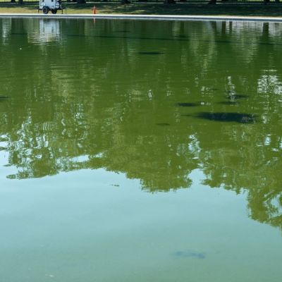 Trump gives update on algae-infested Reflecting Pool as he hits out at ABC anchor’s brutal theory
