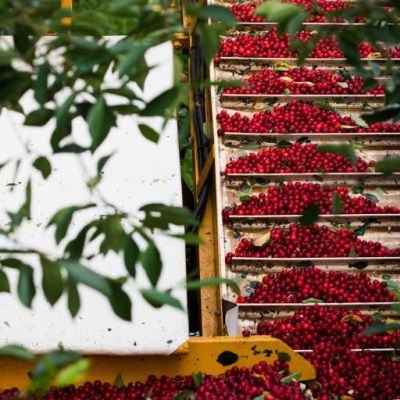 Cherry producers work to bounce back after streak of tough years