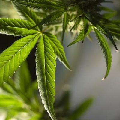 U.S. Supreme Court To Hear Major Gun Rights Case On Marijuana Users
