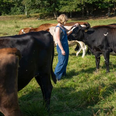 Feeding Cows Seaweed Could Cut Methane Emissions and Diversify Maine’s Coastal Economy, but Can It Scale? – Inside Climate News