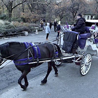 NYC council votes to ban horse-drawn carriages