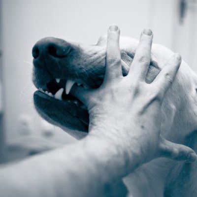 How to Prove Liability in a Dog Bite Case