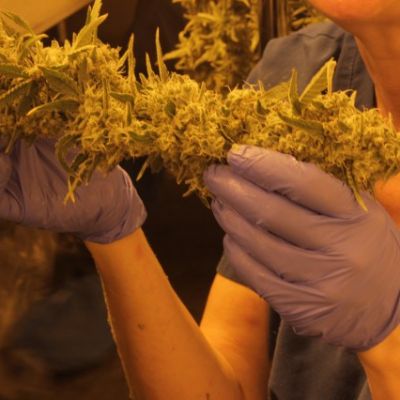 Ohio’s recreational marijuana sales continue growing