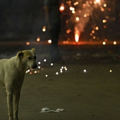 ‘India shown in bad light’: Supreme Court blasts states over inaction on stray dogs issue