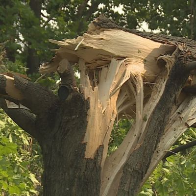 DNR now accepting applications for Wisconsin Urban Forestry Catastrophic Storm Grants