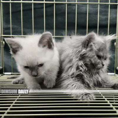Woman arrested at Lo Wu Control Point with suspected smuggled cats