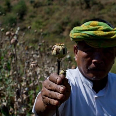 Myanmar opium cultivation hit highest level in a decade, UN report says