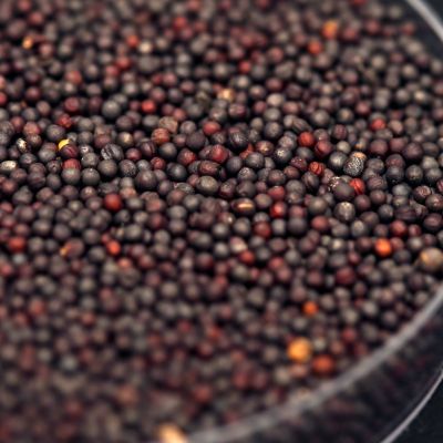 Chinese buyers slash Canadian canola imports on fears of anti-dumping duty