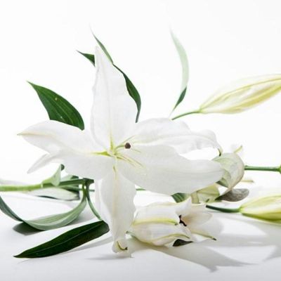Phyllis D. Pierce, 95, Sauk Rapids