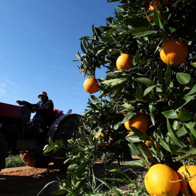 South African citrus farmers flag fuel risk ahead of export season