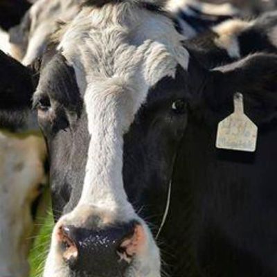 The new way AOC is still coming for your hamburgers