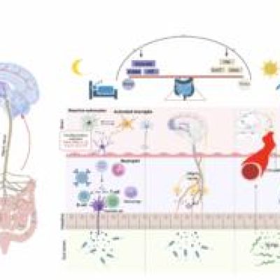 Groundbreaking review reveals how gut microbiota influences sleep disorders through the brain-gut axis