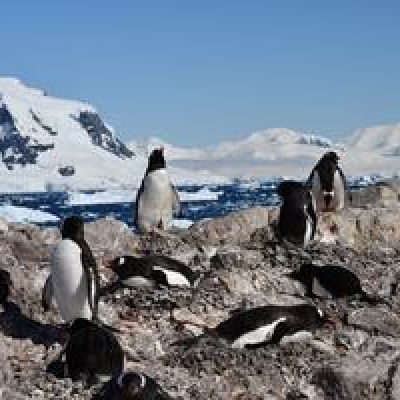A two-week leap in breeding: Antarctic penguins’ striking climate adaptation