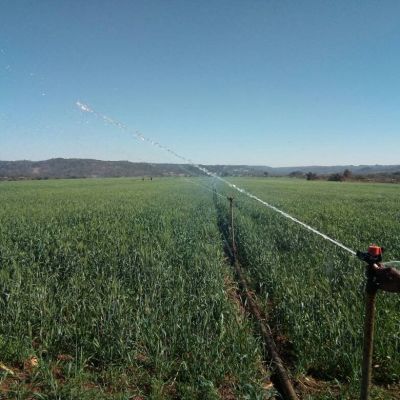 Climate Change, Rice and Arsenic: A Looming Crisis | Best African News Online