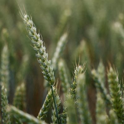 Exclusive: Algeria bars France from wheat import tender as relations sour, sources say