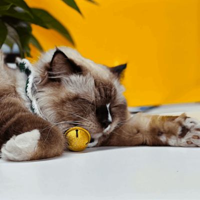 Trump: Who Will Put the Bell on the Cat?