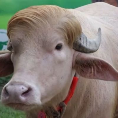 Rare albino buffalo nicknamed ‘Donald Trump’ spared from Eid sacrifice