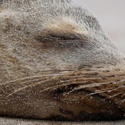 Why are sea lions attacking people in the waters off California’s coast?