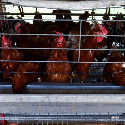 Brazil can no longer export poultry and meat to EU due to bird flu