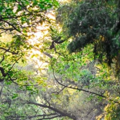 India’s forest area ranking improves from 10th to 9th