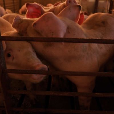 Hollywood pigs out with unfair claim of ‘environmental racism’ at hog farms