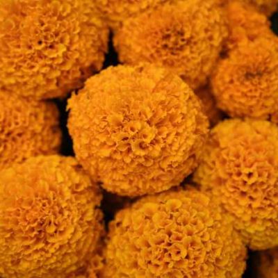 Climate Change Threatens Mexico’s Iconic Day of the Dead Orange Flower – Internewscast Journal