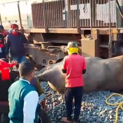 How lack of adherence to rules turning rail tracks into death traps for elephants