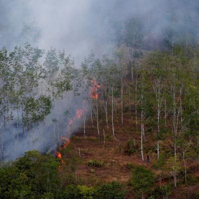 Indonesian forest loss surges by 66% in 2025, driven by Prabowo’s self-sufficiency drive, report shows