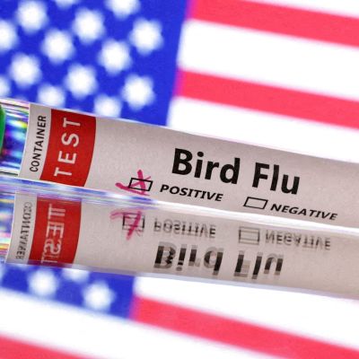 Exclusive: US issues order mandating bird flu testing of milk supply