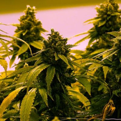 Mike Tyson and Weldon Angelos: We hope Trump will fight awful marijuana laws. Biden wouldn’t bother