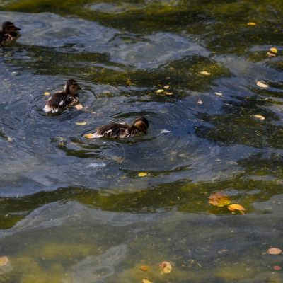 Trump Suffers New Green Slime Humiliation