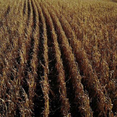 Funds hold bullish corn and soybean bets steady as trade talks await clarity: Braun