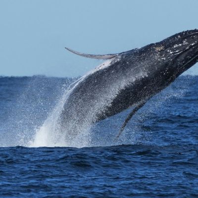 Whales are now ‘sharing’ food amid shortages due to climate change