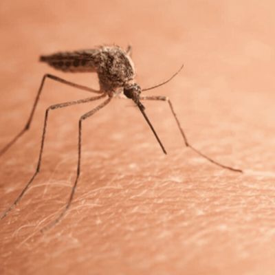 After NY EEE death, Schumer calls for $65 million to combat mosquito-borne diseases
